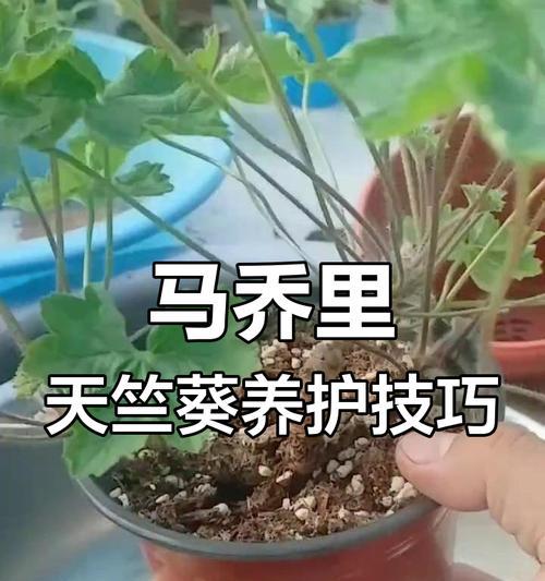 如何正确养护天竺葵使其生长旺盛？
