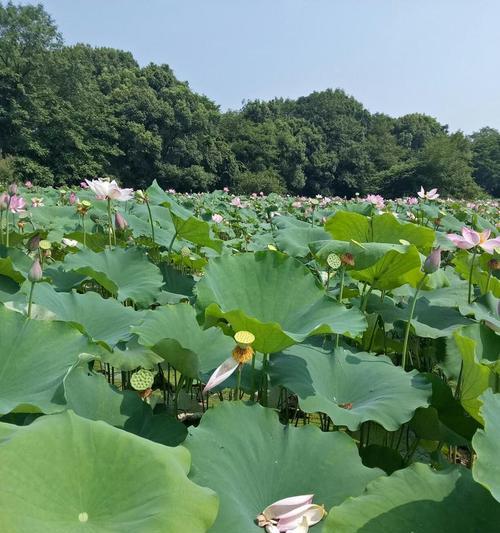 链子栽培技术有哪些？垂直种植的创新方法？