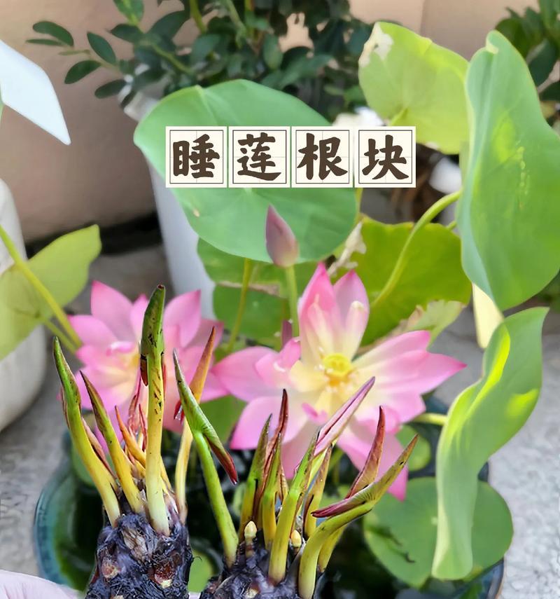 自制幼芽水培植物肥料的方法？