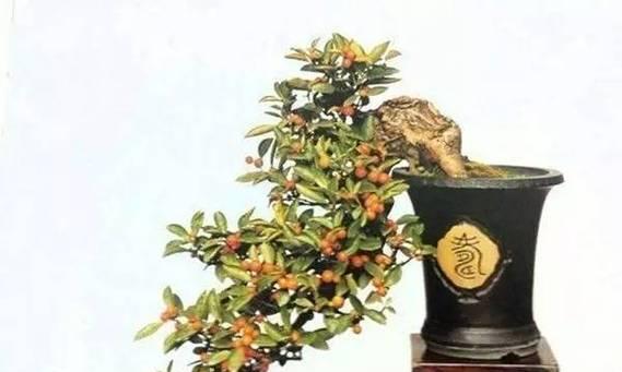 黄金豆坨坨盆景的种植步骤是什么？
