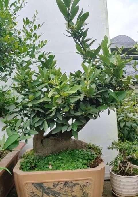 黄金豆坨坨盆景的种植步骤是什么？