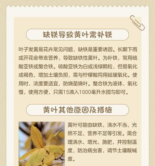 野姜花叶子发黄的原因是什么？