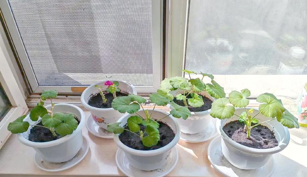 春明多久繁殖一次花卉？花卉繁殖的最佳时机是什么时候？