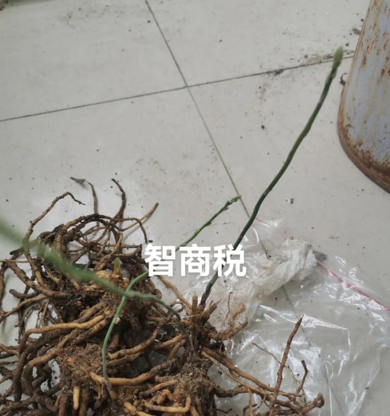 铁线莲一年没发芽怎么回事？可能的原因和处理方法是什么？