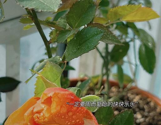 大月季白色花苗怎么养？白色月季花苗的养护要点是什么？