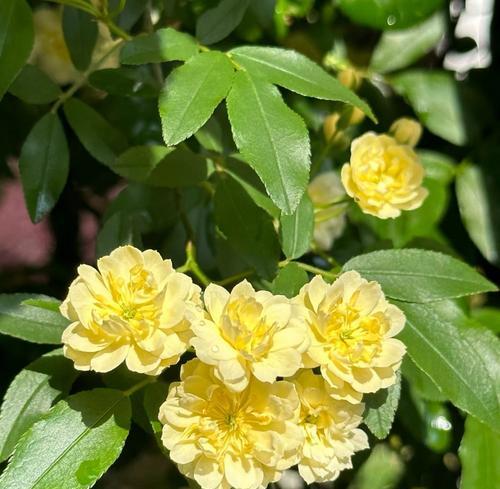 大月季白色花苗怎么养？白色月季花苗的养护要点是什么？