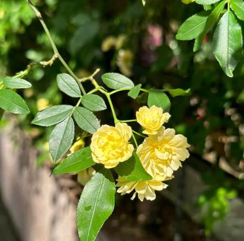 大月季白色花苗怎么养？白色月季花苗的养护要点是什么？