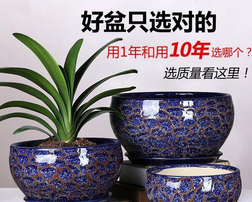 栽君子兰盆大小怎么选择？尺寸对生长有何影响？