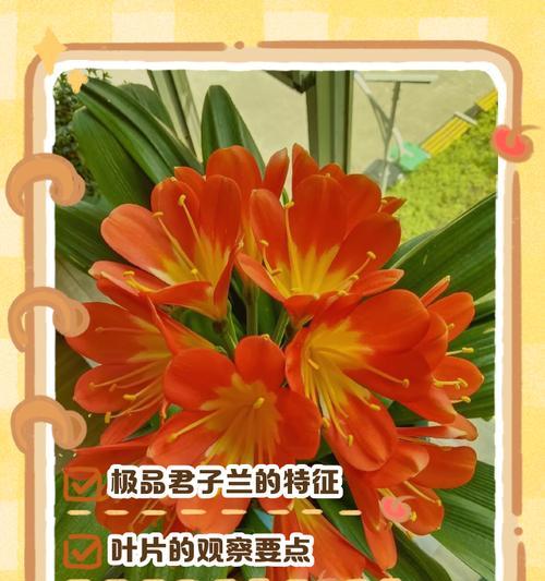 栽君子兰盆大小怎么选择？尺寸对生长有何影响？