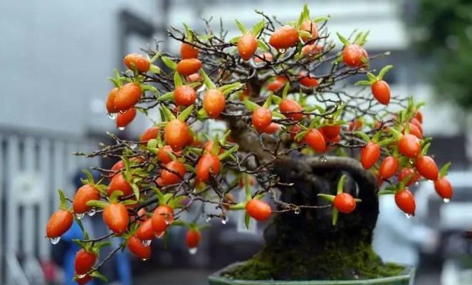 珍珠果花盆景养护方法？如何保持其美观和健康？