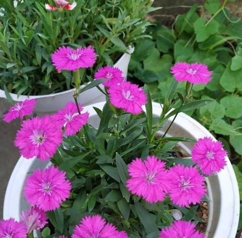 全季节都能播种的花卉叫什么？