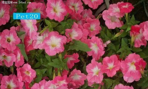 全季节都能播种的花卉叫什么？
