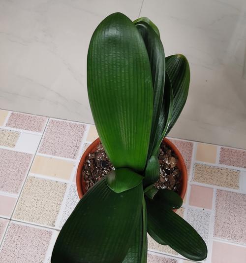 养君子兰的土还适合养什么植物？