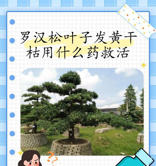 植物叶子发黄萎缩如何救活？