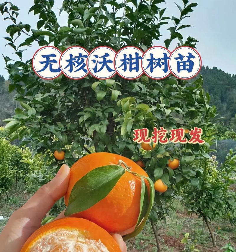 沃柑栽培技术要点是什么？
