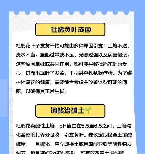 叶子顶部发黄干枯怎么补救？可能的原因和解决方法是什么？