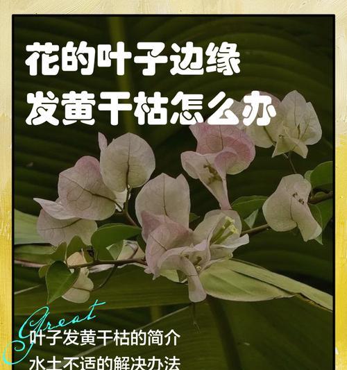 叶子顶部发黄干枯怎么补救？可能的原因和解决方法是什么？