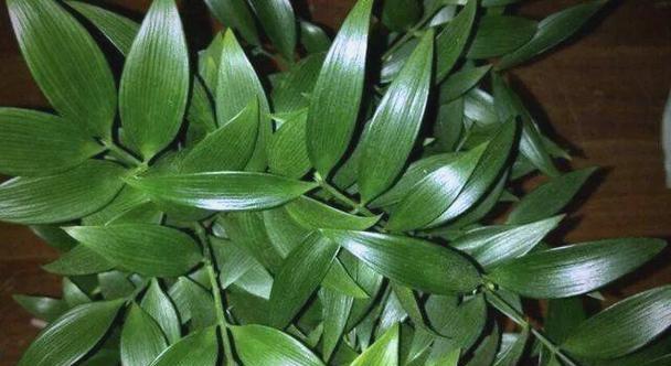 居家四季观赏植物有哪些推荐？如何选择？