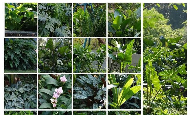 居家四季观赏植物有哪些推荐？如何选择？