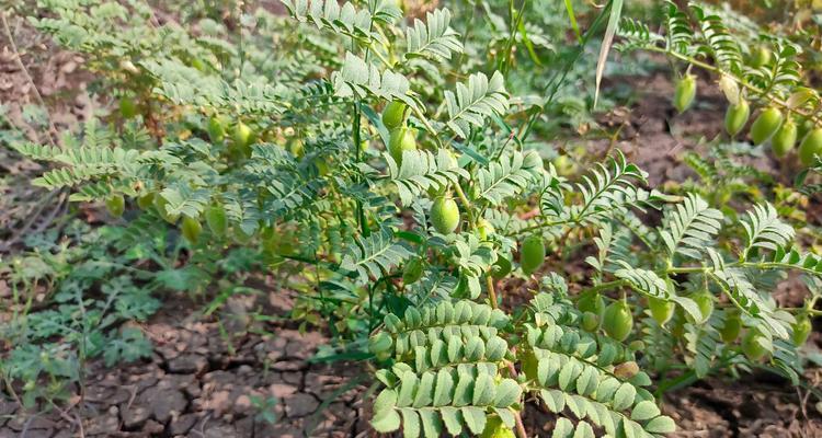 东北地区适合种植的观赏植物有哪些？