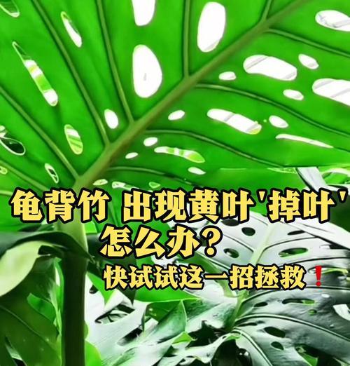 龟背竹叶子尖发黄枯萎是怎么回事？可能的原因有哪些？