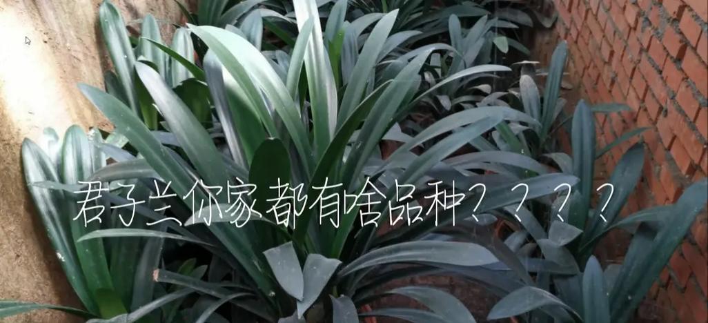 君子兰繁殖小兰花的技巧有哪些？