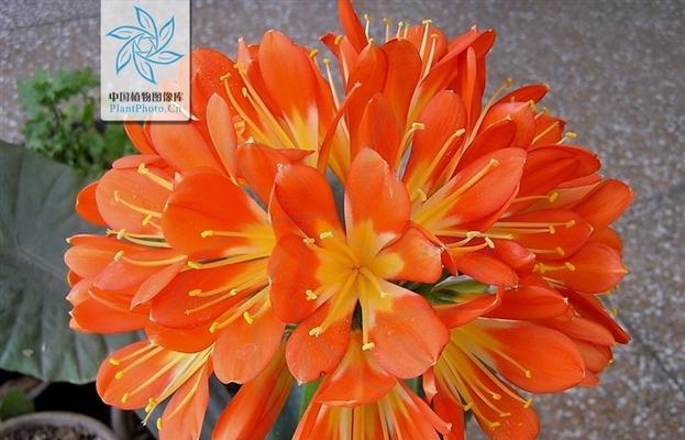 君子兰繁殖小兰花的技巧有哪些？