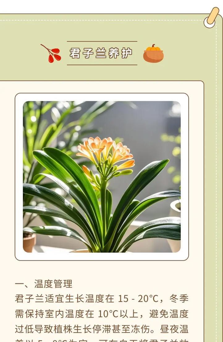 君子兰只长叶不开花的解决方法是什么？