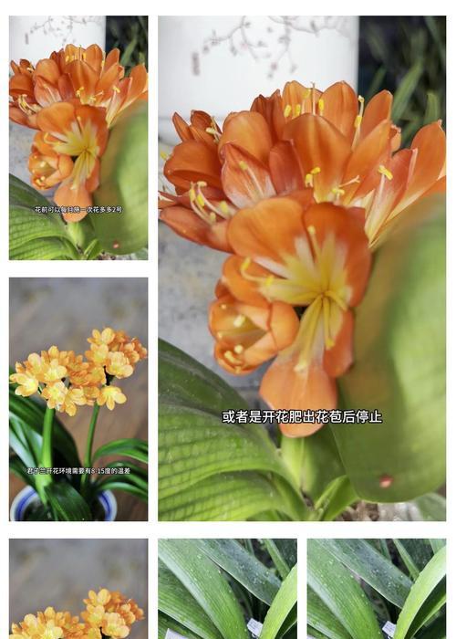 君子兰只长叶不开花的解决方法是什么？