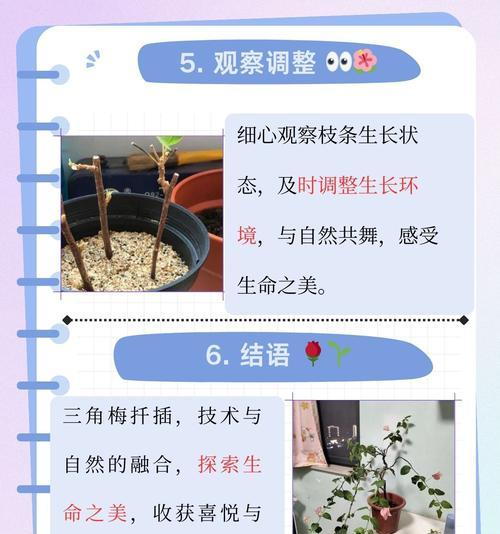 三角梅支撑杆高度选择的技巧是什么？
