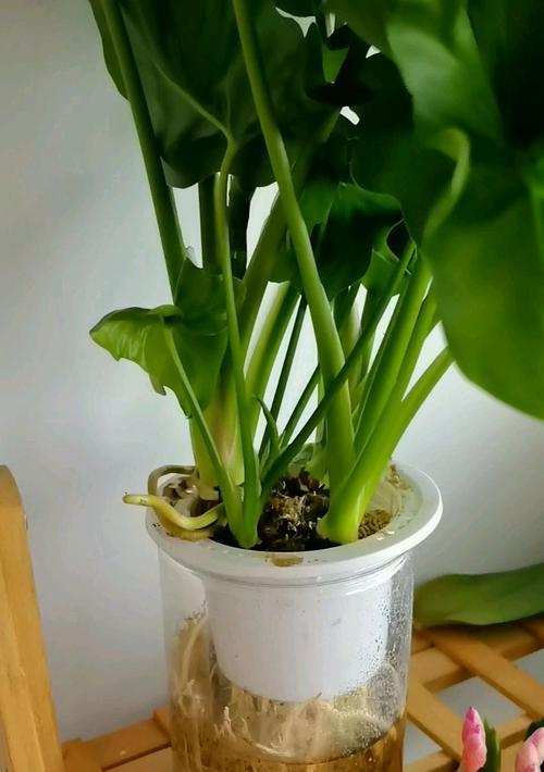 毛细根水生植物有哪些种类？它们的养护方法是什么？