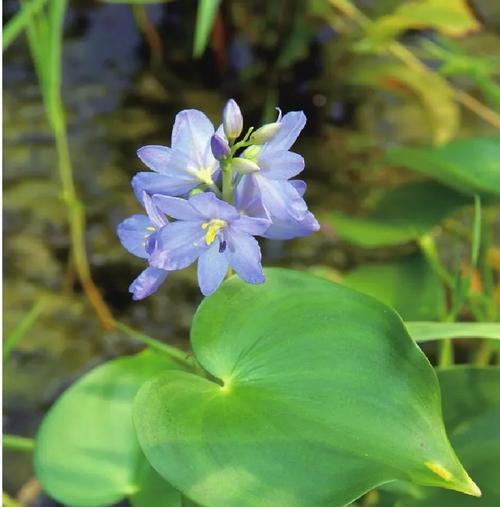 毛细根水生植物有哪些种类？它们的养护方法是什么？