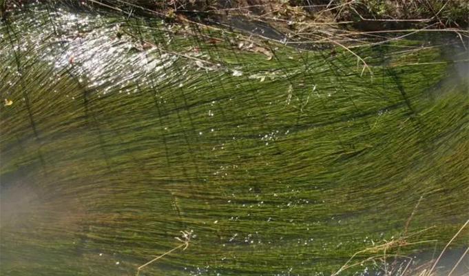 毛细根水生植物有哪些种类？它们的养护方法是什么？