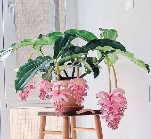 冬晒的阳台可以养什么花？适合冬季阳台的植物推荐？