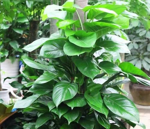 冬晒的阳台可以养什么花？适合冬季阳台的植物推荐？