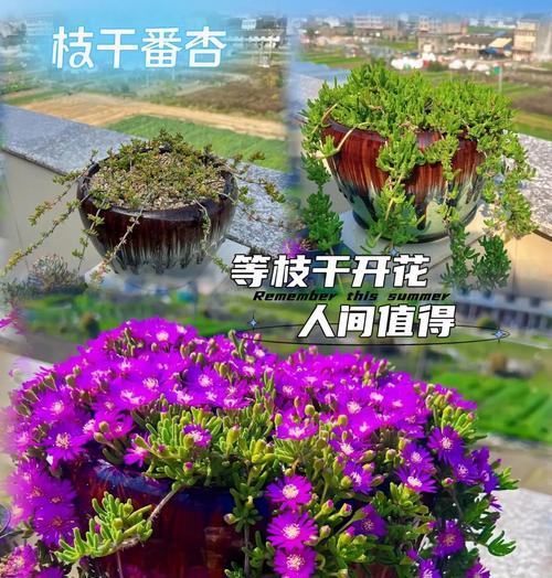 常见的枝干类观赏植物有哪些？