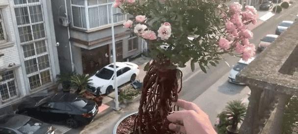 提根月季枯萎的原因是什么？