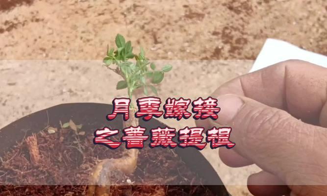 提根月季枯萎的原因是什么？