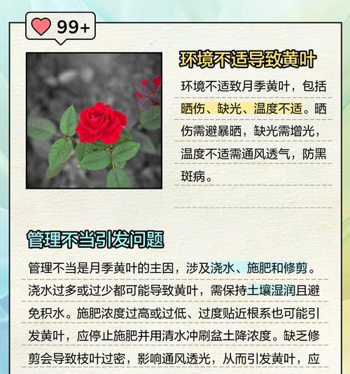 提根月季枯萎的原因是什么？