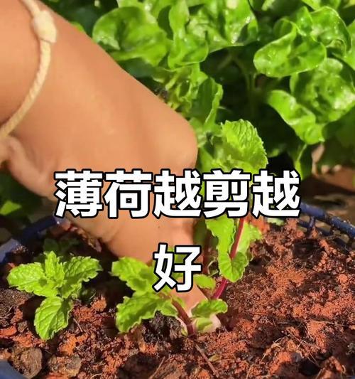 盆景长枝薄荷的养护方法是什么？