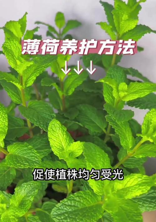 盆景长枝薄荷的养护方法是什么？