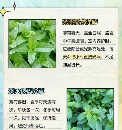 薄荷苗的最佳播种时间是什么时候？