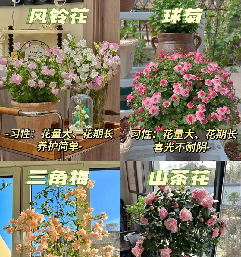 阳台上的花叫什么名字？如何挑选适合的品种？