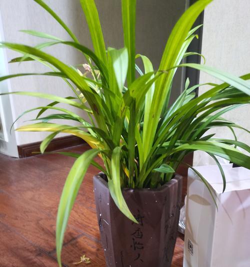 家养君子兰用什么花盆最好？选择花盆的要点是什么？