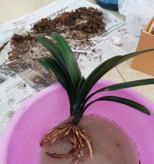 家养君子兰用什么花盆最好？选择花盆的要点是什么？