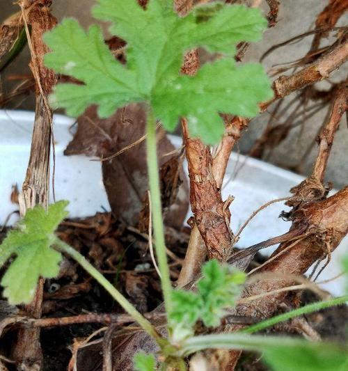 香叶天竺葵根部受损如何处理？