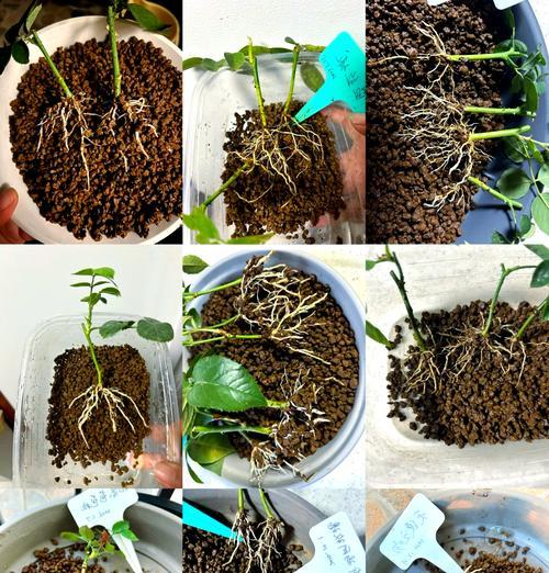 批量种植月季盆栽的技巧有哪些？