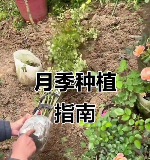 批量种植月季盆栽的技巧有哪些？