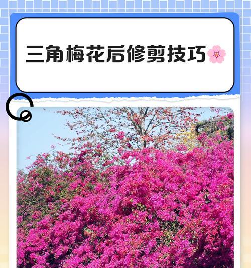三角梅剪映滤镜的调整方法是什么？效果如何？