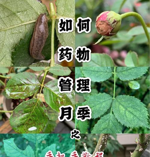 如何预防月季植物不生蚜虫？